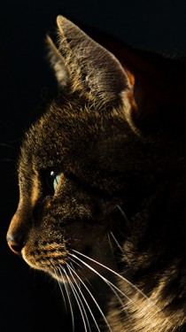 Chat2
