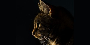 Chat2