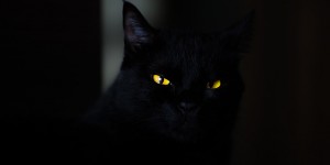 Chatnoir